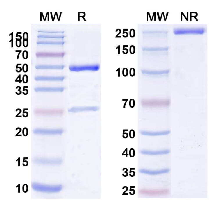 SDS-PAGE - Fanolesomab Biosimilar - Anti-CD15 Antibody - BSA and Azide free (A339300) - Antibodies.com