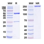 SDS-PAGE - Fanolesomab Biosimilar - Anti-CD15 Antibody - BSA and Azide free (A339300) - Antibodies.com
