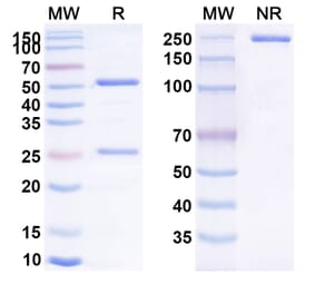 SDS-PAGE - Anti-CD137 Antibody [ADG 26] Biosimilar - BSA and Azide free (A339303) - Antibodies.com