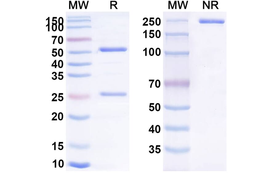 SDS-PAGE - Anti-CD137 Antibody [ADG 26] Biosimilar - BSA and Azide free (A339303) - Antibodies.com