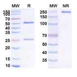 SDS-PAGE - Anti-CD137 Antibody [AGEN 2373] Biosimilar - BSA and Azide free (A339304) - Antibodies.com