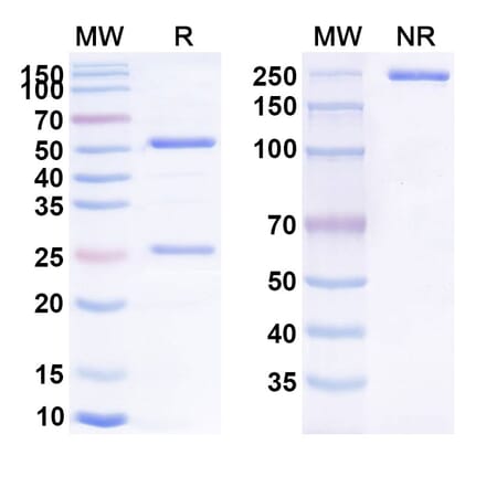 SDS-PAGE - Anti-CD137 Antibody [CTX-471] Biosimilar - BSA and Azide free (A339305) - Antibodies.com