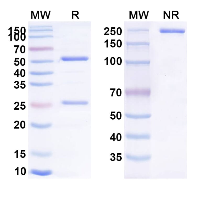 SDS-PAGE - Anti-CD137 Antibody [CTX-471] Biosimilar - BSA and Azide free (A339305) - Antibodies.com