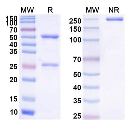 SDS-PAGE - Anti-CD137 Antibody [YH-4] Biosimilar - BSA and Azide free (A339306) - Antibodies.com