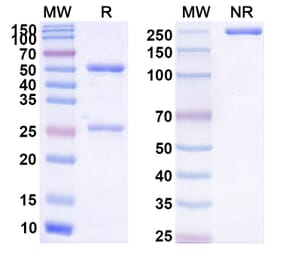 SDS-PAGE - Anti-CD137 Antibody [HOT-13] Biosimilar - BSA and Azide free (A339307) - Antibodies.com