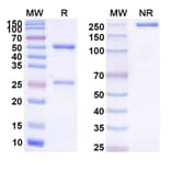 SDS-PAGE - Anti-CD137 Antibody [HOT-13] Biosimilar - BSA and Azide free (A339307) - Antibodies.com