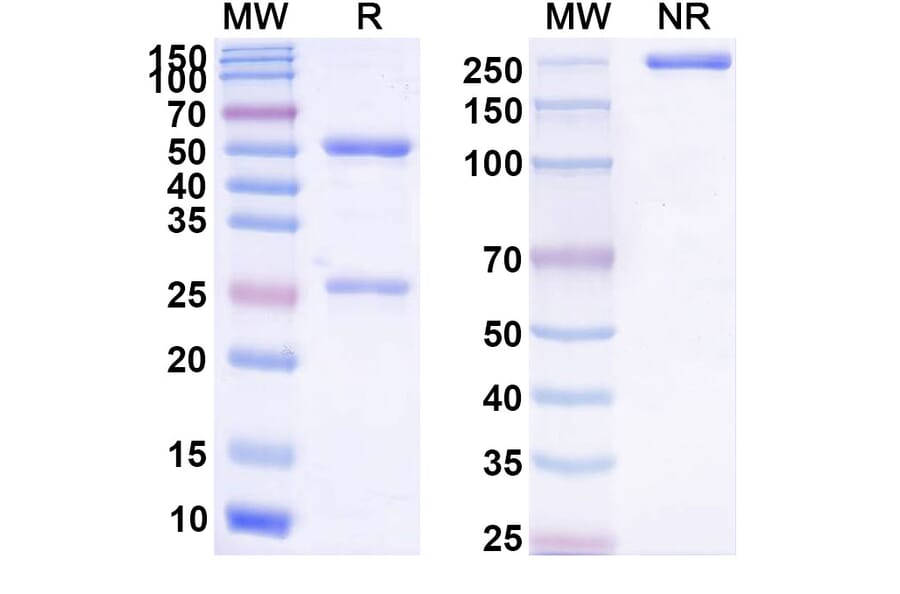 SDS-PAGE - Anti-CD137 Antibody [EU11] Biosimilar - BSA and Azide free (A339308) - Antibodies.com