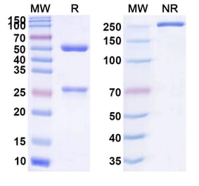 SDS-PAGE - Anti-CD137 Antibody [LVGN651] Biosimilar - BSA and Azide free (A339309) - Antibodies.com