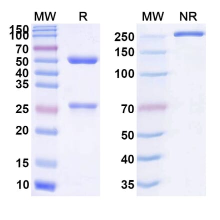 SDS-PAGE - Anti-CD137 Antibody [LVGN651] Biosimilar - BSA and Azide free (A339309) - Antibodies.com