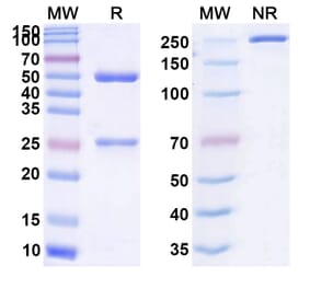 SDS-PAGE - Anti-CD73 Antibody [CM 326] Biosimilar - BSA and Azide free (A339313) - Antibodies.com