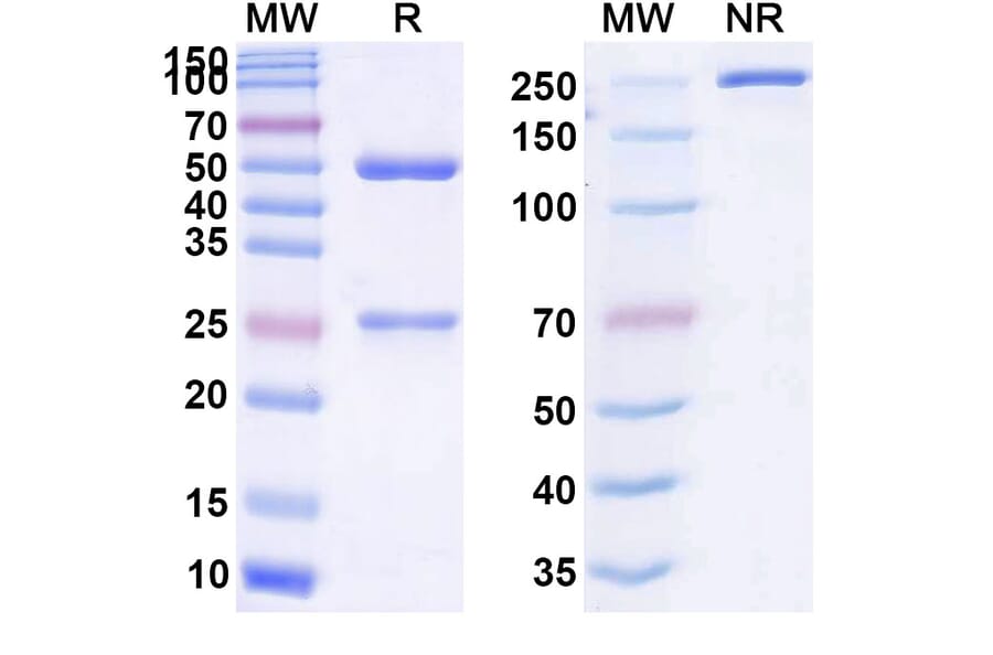 SDS-PAGE - Anti-CD73 Antibody [CM 326] Biosimilar - BSA and Azide free (A339313) - Antibodies.com
