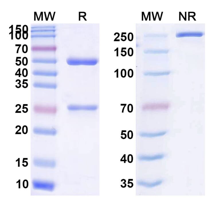 SDS-PAGE - Anti-CD73 Antibody [Sym24] Biosimilar - BSA and Azide free (A339314) - Antibodies.com