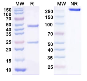 SDS-PAGE - Anti-GPA33 Antibody [KRN33] Biosimilar - BSA and Azide free (A339317) - Antibodies.com