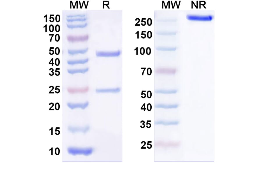 SDS-PAGE - Anti-GPA33 Antibody [KRN33] Biosimilar - BSA and Azide free (A339317) - Antibodies.com