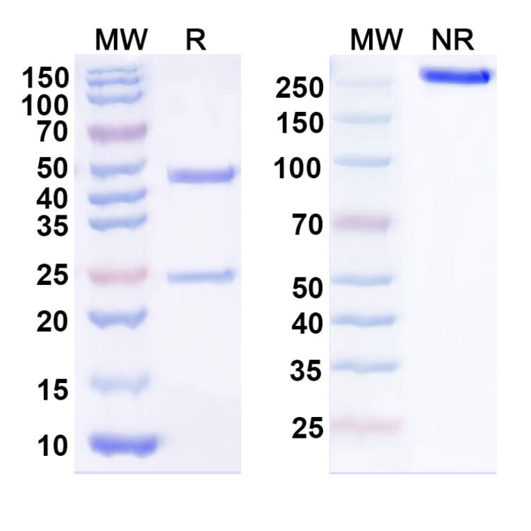 SDS-PAGE - Anti-GPA33 Antibody [KRN33] Biosimilar - BSA and Azide free (A339317) - Antibodies.com