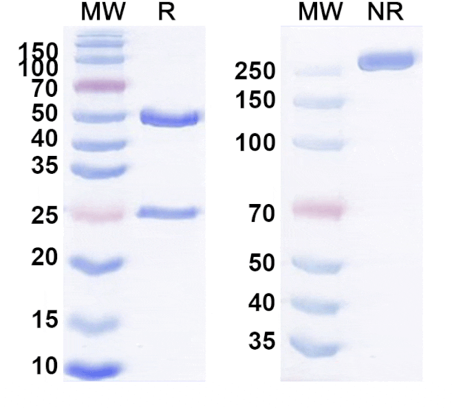 SDS-PAGE - Anti-POMC Antibody [ALD1613] Biosimilar - BSA and Azide free (A339318) - Antibodies.com