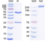 SDS-PAGE - Anti-POMC Antibody [ALD1613] Biosimilar - BSA and Azide free (A339318) - Antibodies.com