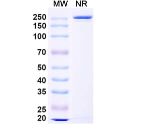 Dose-response - Anti-ADAM17 Antibody [MEDI3622] Biosimilar - BSA and Azide free (A339319) - Antibodies.com