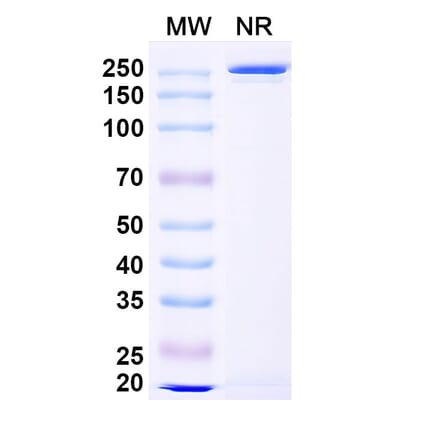 Dose-response - Anti-ADAM17 Antibody [MEDI3622] Biosimilar - BSA and Azide free (A339319) - Antibodies.com