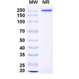 Dose-response - Anti-ADAM17 Antibody [MEDI3622] Biosimilar - BSA and Azide free (A339319) - Antibodies.com