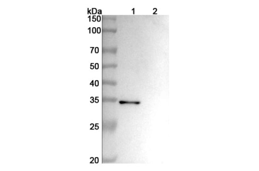 SDS-PAGE - Anti-ADAM17 Antibody [MEDI3622] Biosimilar - BSA and Azide free (A339319) - Antibodies.com
