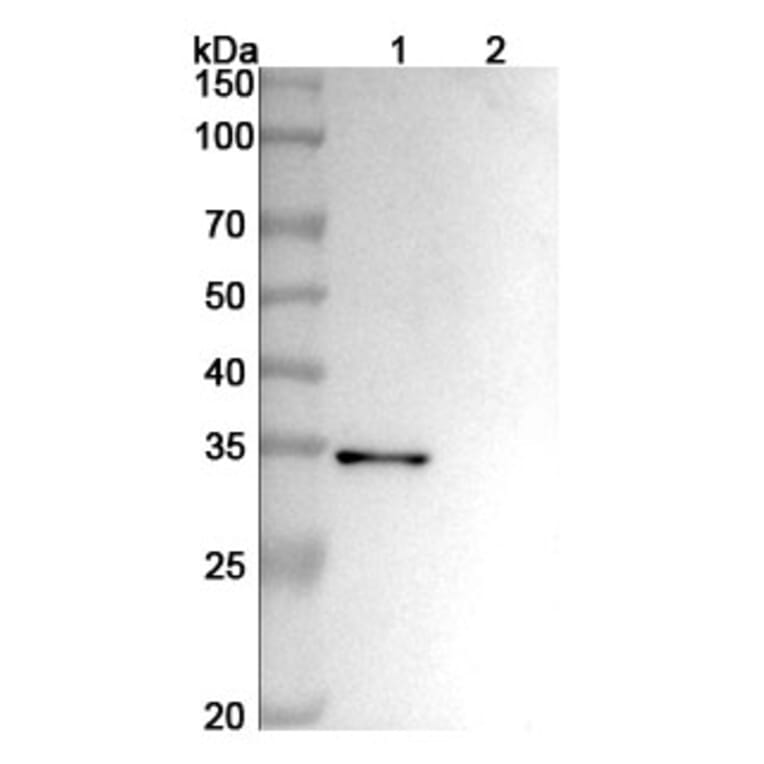 SDS-PAGE - Anti-ADAM17 Antibody [MEDI3622] Biosimilar - BSA and Azide free (A339319) - Antibodies.com