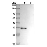 SDS-PAGE - Anti-ADAM17 Antibody [MEDI3622] Biosimilar - BSA and Azide free (A339319) - Antibodies.com