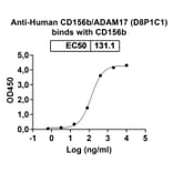 SDS-PAGE - Anti-ADAM17 Antibody [D8P1C1] Biosimilar - BSA and Azide free (A339320) - Antibodies.com