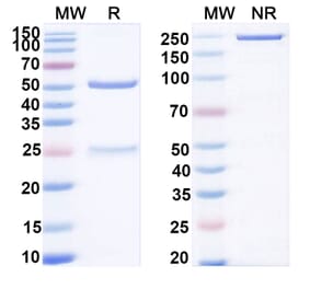 SDS-PAGE - Anti-ADAM9 Antibody [IMGC936] Biosimilar - BSA and Azide free (A339321) - Antibodies.com