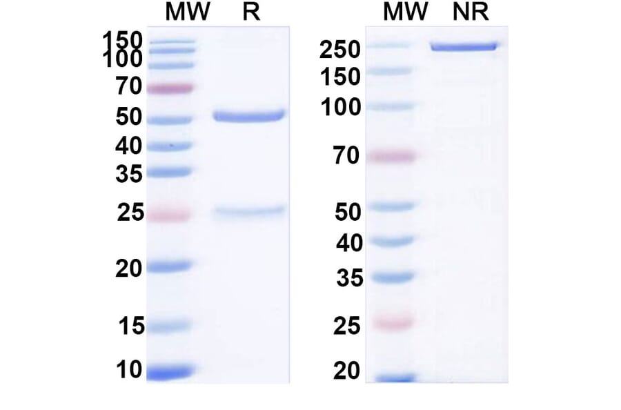 SDS-PAGE - Anti-ADAM9 Antibody [IMGC936] Biosimilar - BSA and Azide free (A339321) - Antibodies.com