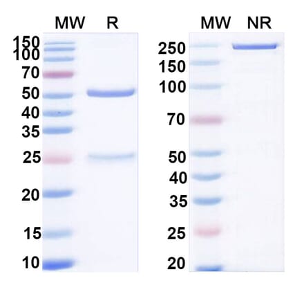 SDS-PAGE - Anti-ADAM9 Antibody [IMGC936] Biosimilar - BSA and Azide free (A339321) - Antibodies.com