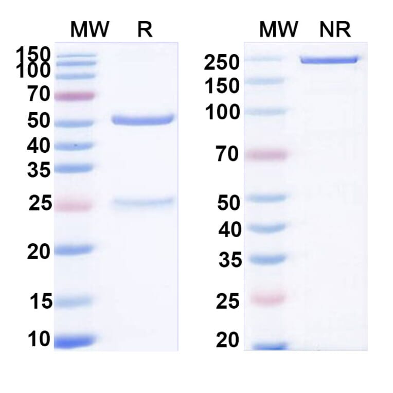 SDS-PAGE - Anti-ADAM9 Antibody [IMGC936] Biosimilar - BSA and Azide free (A339321) - Antibodies.com