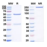 SDS-PAGE - Anti-ADAM9 Antibody [IMGC936] Biosimilar - BSA and Azide free (A339321) - Antibodies.com