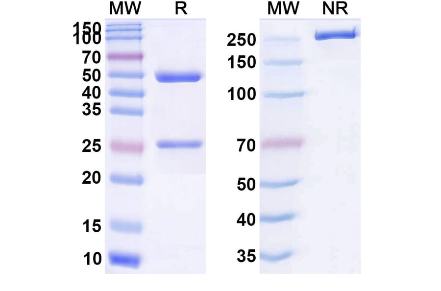 SDS-PAGE - Anti-ADAMTS5 Antibody [GSK23942] Biosimilar - BSA and Azide free (A339322) - Antibodies.com