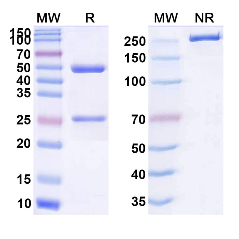 SDS-PAGE - Anti-ADAMTS5 Antibody [GSK23942] Biosimilar - BSA and Azide free (A339322) - Antibodies.com