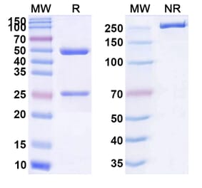SDS-PAGE - Anti-ADAMTS5 Antibody [CRB17] Biosimilar - BSA and Azide free (A339323) - Antibodies.com