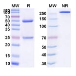 SDS-PAGE - Anti-CD166 Antibody [AT2] Biosimilar - BSA and Azide free (A339325) - Antibodies.com