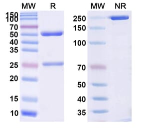 SDS-PAGE - Anti-alpha Synuclein Antibody [ABL31] Biosimilar - BSA and Azide free (A339329) - Antibodies.com