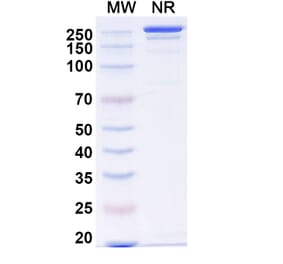 SDS-PAGE - Anti-alpha Synuclein Antibody [Lu AF82422] Biosimilar - BSA and Azide free (A339330) - Antibodies.com