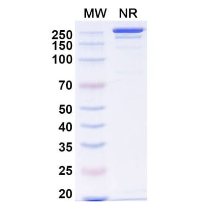 SDS-PAGE - Anti-alpha Synuclein Antibody [Lu AF82422] Biosimilar - BSA and Azide free (A339330) - Antibodies.com