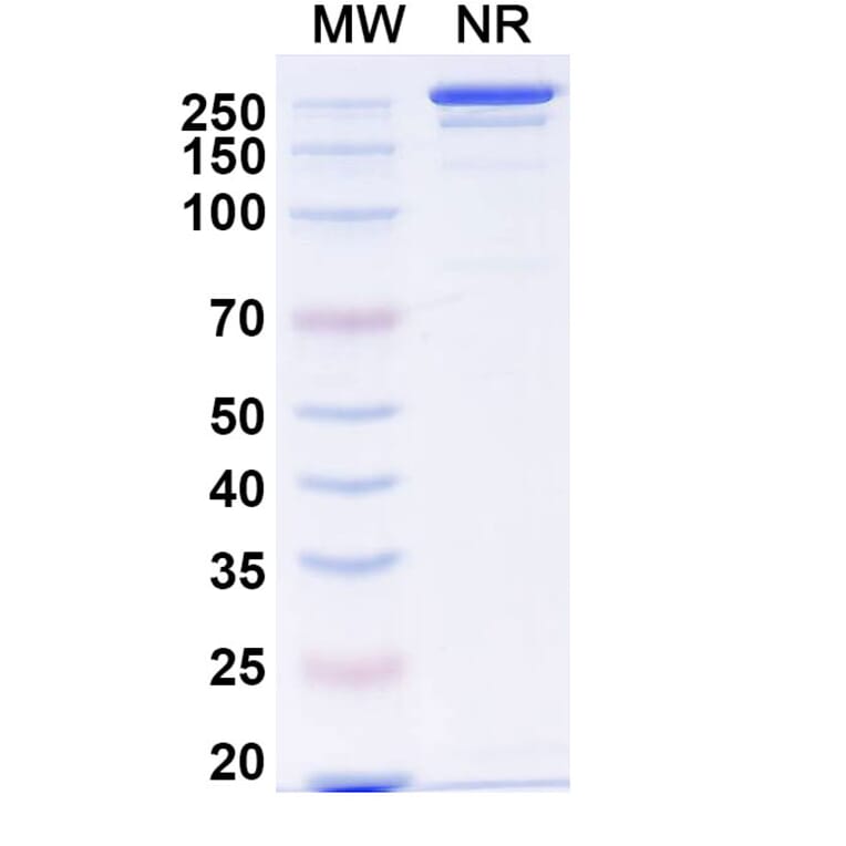 SDS-PAGE - Anti-alpha Synuclein Antibody [Lu AF82422] Biosimilar - BSA and Azide free (A339330) - Antibodies.com