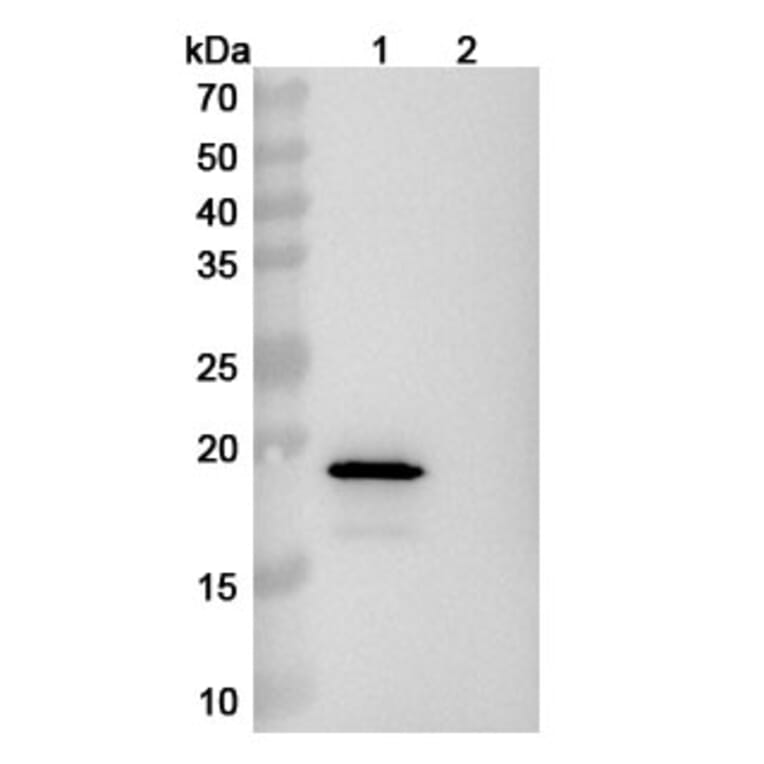 SDS-PAGE - Anti-alpha Synuclein Antibody [Lu AF82422] Biosimilar - BSA and Azide free (A339330) - Antibodies.com