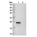 SDS-PAGE - Anti-alpha Synuclein Antibody [Lu AF82422] Biosimilar - BSA and Azide free (A339330) - Antibodies.com