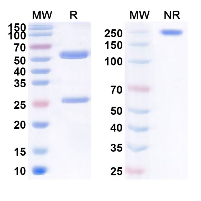 SDS-PAGE - Anti-APP Antibody [BI 1342] Biosimilar - BSA and Azide free (A339332) - Antibodies.com