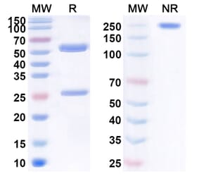 SDS-PAGE - Anti-APP Antibody [ABvac42] Biosimilar - BSA and Azide free (A339333) - Antibodies.com