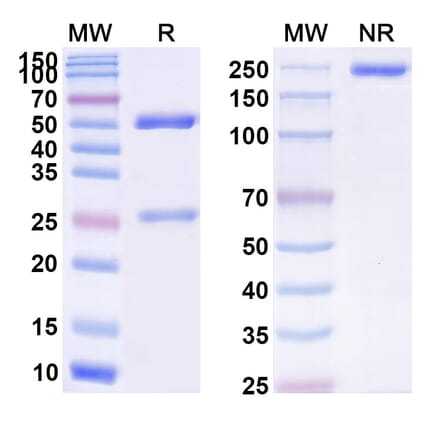 SDS-PAGE - Anti-APP Antibody [CNTO 2125] Biosimilar - BSA and Azide free (A339336) - Antibodies.com