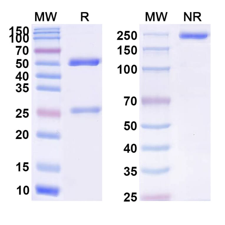 SDS-PAGE - Anti-APP Antibody [CNTO 2125] Biosimilar - BSA and Azide free (A339336) - Antibodies.com