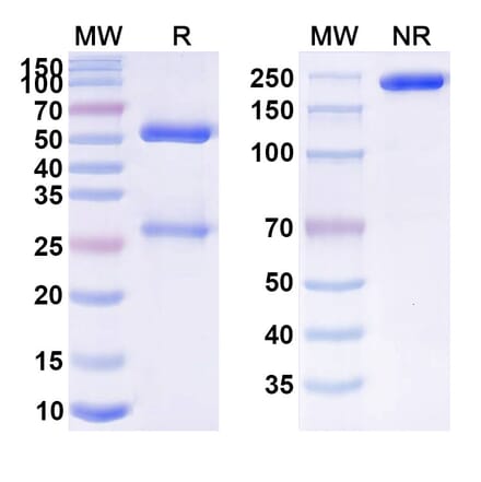 SDS-PAGE - Anti-APP Antibody [DLX212] Biosimilar - BSA and Azide free (A339338) - Antibodies.com