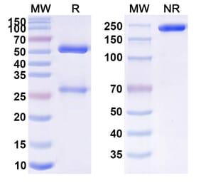 SDS-PAGE - Anti-APP Antibody [GSK 933776] Biosimilar - BSA and Azide free (A339339) - Antibodies.com