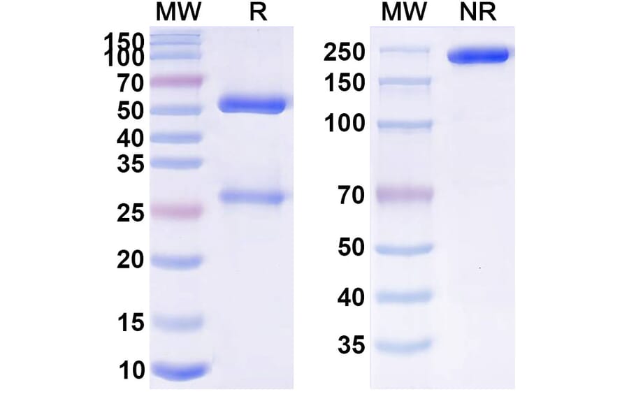 SDS-PAGE - Anti-APP Antibody [GSK 933776] Biosimilar - BSA and Azide free (A339339) - Antibodies.com